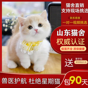 【山东猫舍】乳白短腿猫纯种曼基康矮脚猫宠物猫咪英国短毛猫幼猫