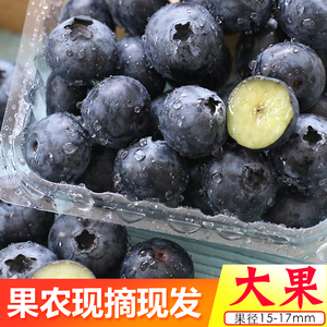 大果蓝莓每盒100克共10盒1000克新鲜鲜果现摘宝宝辅食孕水果营养
