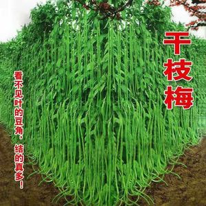 豇豆干枝梅长豆角种子中早熟长达1.2米特高产春秋庭院易种蔬菜