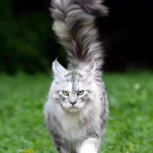 缅因猫幼猫宠物猫纯种俄罗斯猫咪活体烟灰棕银虎斑缅因巨型长毛猫