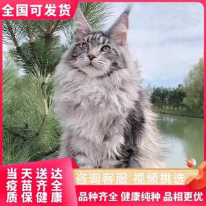 缅因猫幼猫纯种巨型缅因库恩猫赛级烟灰银虎斑幼崽宠物猫咪活物