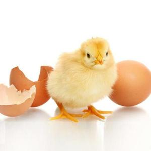 {枚迷你小鸡家用实验孵化孵化器送小型学生种蛋m可水床全套
