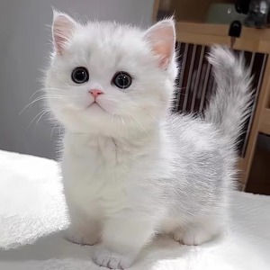 纯种英短银渐层猫幼猫矮脚猫纯白猫咪活物银点宠物猫小猫活体猫咪