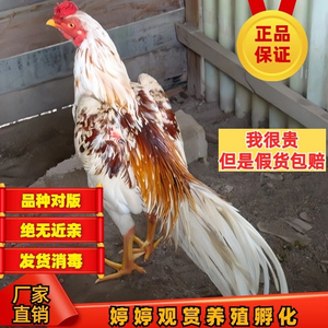 纯种越南斗鸡种蛋受精蛋可孵化小斗鸡 各种泰国斗鸡成年鸡中原