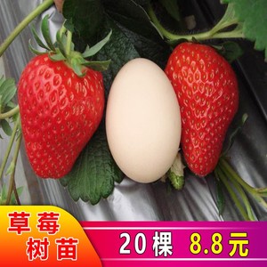四季草莓苗盆栽特大食用奶油章姬丹东99草莓苗当年结果南北方种植