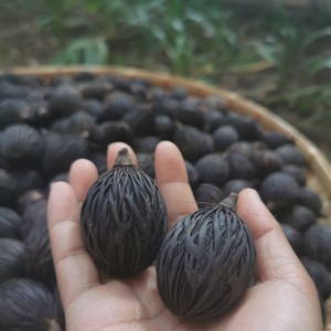 千丝菩提原籽狐尾椰子种子饰品挂件手把件钥匙扣汽车挂件一斤包邮