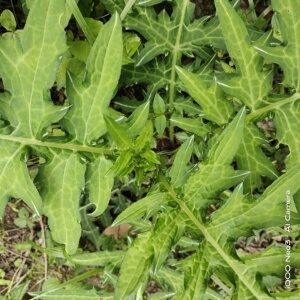 云南野生白花大蓟根新鲜现挖大蓟草马刺根马刺蓟干鸡菜食用