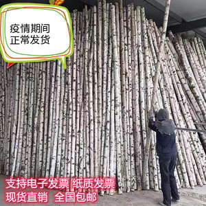 白桦树天然枯树枝白桦木白桦树杆干树枝装饰背景墙屏风隔断圆木棍