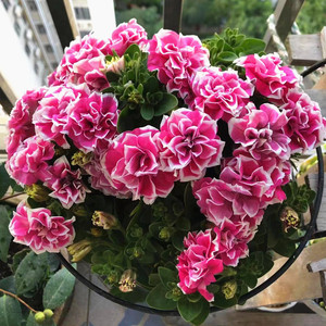 复瓣矮牵牛盆栽重瓣带花苞阳台窗台爆盆垂吊四季开花植物草本花卉