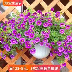 百万小玲盆栽花苗庭院花卉垂吊植物舞春花带花苞室外阳台花草成品