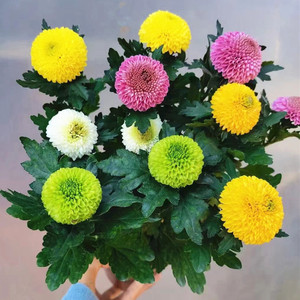 乒乓菊盆栽带花