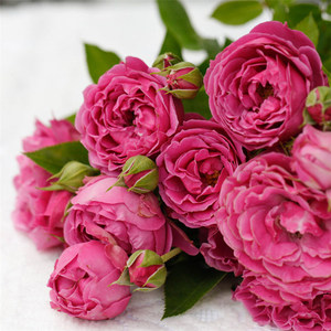 紫雾泡泡月季 庭院阳台丰花灌木多头月季花苗 多季节欧月盆栽