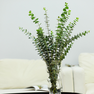 【圆叶尤加利鲜花昆明】圆叶尤加利鲜花昆明品牌,价格 - 阿里巴巴