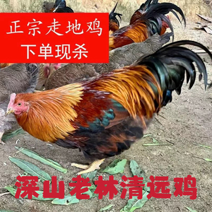 清远扇鸡农家散养土鸡广东新鲜月子鸡走地鸡草鸡现杀现发坏单包赔