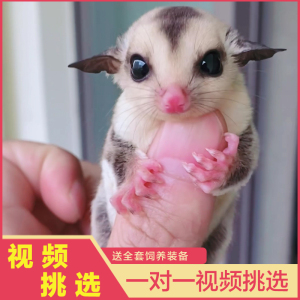 网红澳洲蜜袋鼯宝宝白脸蜜袋鼯活体宠物小飞鼠幼崽小型蜜袋鼬萌宠