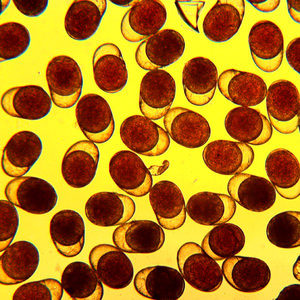 l型海水大褶皱臂尾活体轮虫休眠卵水产养殖育苗开口饵料饲料包邮