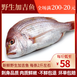 加吉鱼野生鲜活青岛老魏水产真鲷鱼海鲜1斤/份  2份起拍 多退少补