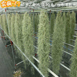 老人须松萝吊兰空气凤梨空气草垂吊植创意植物办公室防辐射吸甲醛