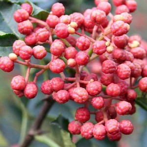 花椒种子 大红袍花椒种子 山椒红椒 麻椒 川花椒树 刺篱笆