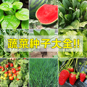 四季阳台蔬菜水果种子番茄草莓羊角蜜辣椒茄子青菜高产种子大全