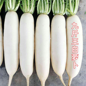九斤王特大萝卜种子种籽大全白皮水果萝卜夏季蔬菜孑子籽种四季