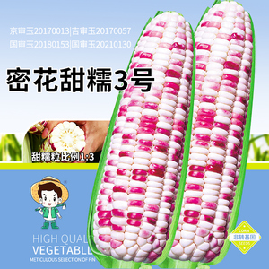 密花甜糯3号高产量玉米种子南方彩糯香东北糯黏玉米种籽粘棒孑春