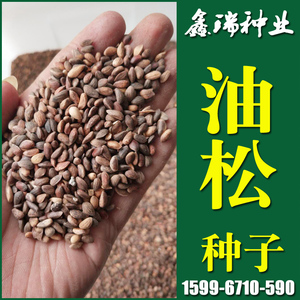 园林绿化行道树苗木种子 油松种子 松柏松树林木乔木树油松种籽