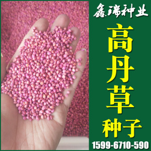 南北方多年生四季牧草种子高丹草种猪牛羊鸡鸭鹅兔鱼高丹草草籽