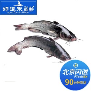 北京闪送 2.5-2.8斤1条 鲜活鮰鱼 江团鱼  清江鱼 回鱼 淡水鱼类