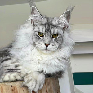 缅因猫幼猫纯种宠物猫俄罗斯巨型猫咪活体黑棕虎斑银虎缅因森林猫
