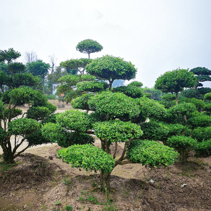 【小叶黄杨盆景高档】小叶黄杨盆景高档品牌,价格 - 阿里巴巴