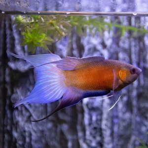 中国斗鱼澳洲火焰活体淡水好养耐活鱼冷水不打氧小型热带观赏鱼苗