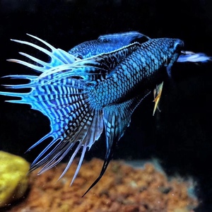 中国斗鱼改良蓝蛇纹无纹蓝不打氧耐活鱼观赏小鱼好养冷水淡水鱼苗