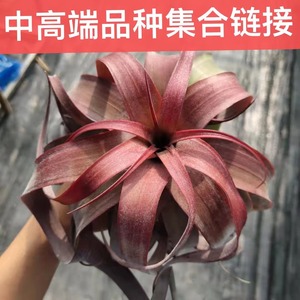 空气凤梨 无土植物 中高端多种链接爱情结卡橙卷河豚万汉绿植直销