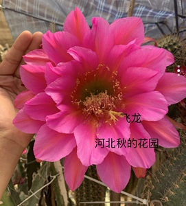 飞龙 仙人球毛花柱 28公分超大花径 10公分无根侧芽 河北秋的花园