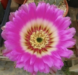 复色丽花虾 仙人球鹿角柱属 3公分多无根侧芽 河北秋的花园