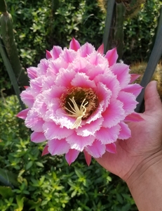 牛大加强仙女 七仙女 仙人球毛花柱蕾丝大花品种 5公分多无根侧芽