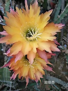 仙人球毛花柱 超级杏 自家开花图 5公分以上无根侧芽河北秋的花园