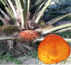 海南无核油棕果新鲜棕榈果10斤热带水果现摘农场直销油棕无核