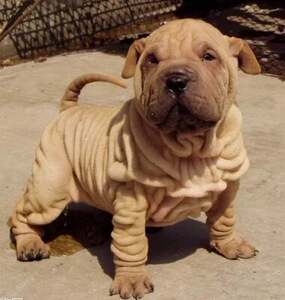 纯种沙皮犬幼犬憨厚褶皮老虎狗短毛犬活体短腿老虎嘴家养宠物狗狗