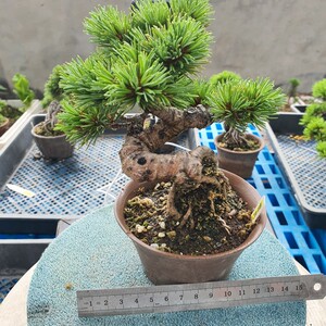 松涛苑～雪月花五针松进口小品