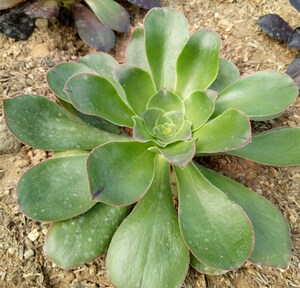 艳姿法师多肉植物