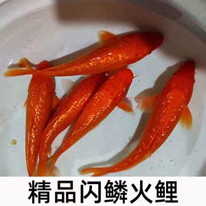 包邮闪鳞纯种招财鱼火鲤芥子银鳞火鲤锦鲤金鱼冷水鱼风水鱼镇宅鱼