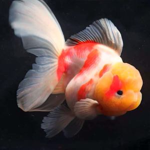 泰狮国狮小金鱼好养淡水鹤顶红元宝狮兰兽玉兔丹顶狮子头新手猫狮