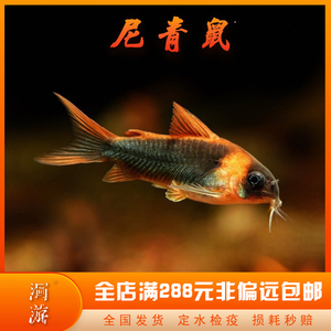 【洄游fish】尼格罗青鼠尼青鼠鱼南美底栖淡水活体清洁热带鱼混养