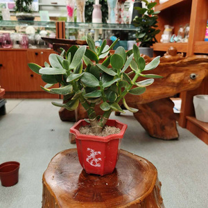 玉树万年青多肉植物净化空气去甲醛喜光阳台摆放同城配送