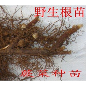 野生蕨菜苗蕨菜拳头菜四季植物蔬菜种子种苗山野菜苗种根