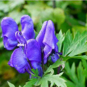 北乌头东北草乌五毒根绿植中草药植物新鲜盆栽特价包邮美观趣味