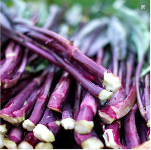 红菜心紫菜绿红菜苔种子薹红油菜芯籽阳台种植菜园种植四季播种