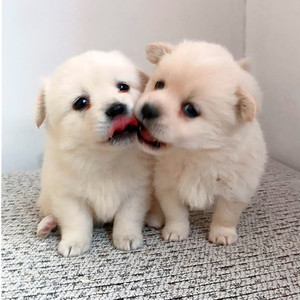 宠物狗狗串串狗